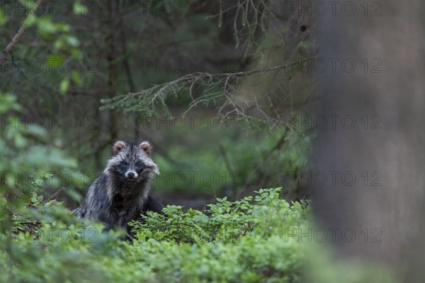 Martenhundfaehe in spring, Raccoon Dog (Nyctereutes procyonoides) female in spring