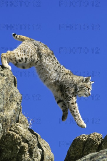 Bobcat (lynx rufus), Adult Leaping from Rocks, Canada, North America