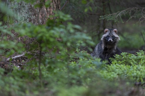 Martenhundfaehe in spring, Raccoon Dog (Nyctereutes procyonoides) female in spring