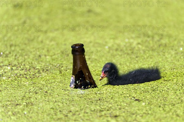 Chick of a pond rail with a beer bottle