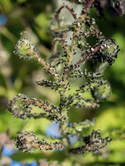 A swarm of flying ants gather on a floral plant