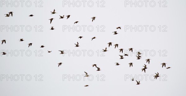 A flock of Bar-tailed Godwits (Limosa lapponica) in flight over the North Frisian island of Juist in Germany