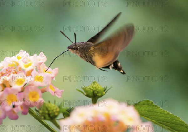 Closeup of a Hummingbird hawk-moth hovering over a lantana flower