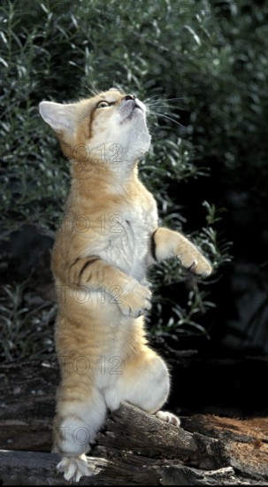 Sand Cat (felis margarita), Adult on Hind Legs