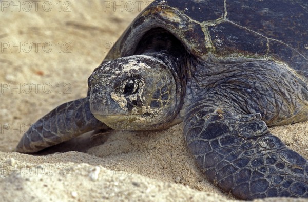 Loggerhead Sea Turtle (caretta caretta), Female putting Sand on its Eggs, after Laying them, Australia, Oceania