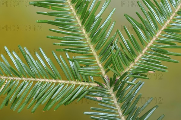 European silver fir (Abies alba), needles, branch