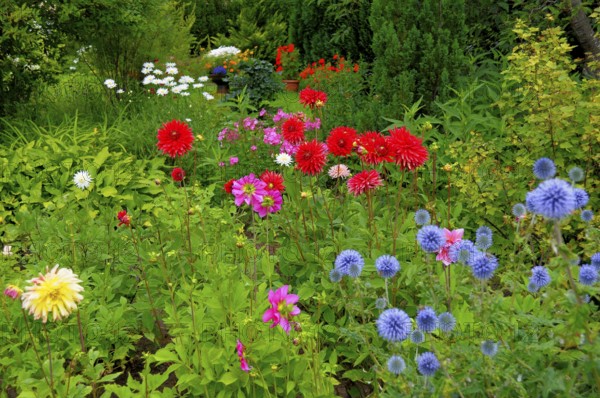 Baden-Württemberg, Black Forest Cottage garden, perennial garden, various garden flowers