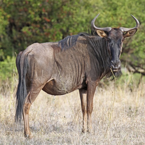 Streifengnu, blue wildebeest (Connochaetes taurinus), S
