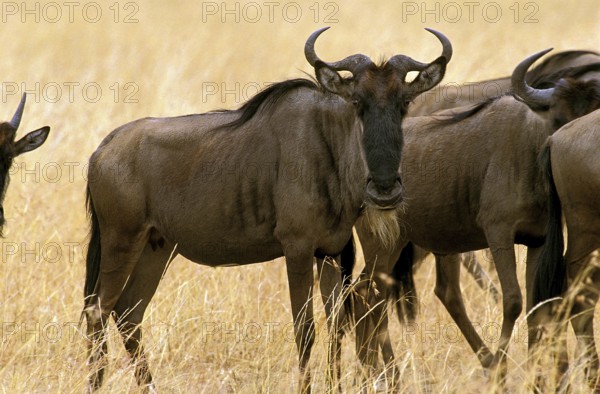 Blue Wildebeest (connochaetes taurinus), Herd during Migration, Masai Mara Park in Kenya
