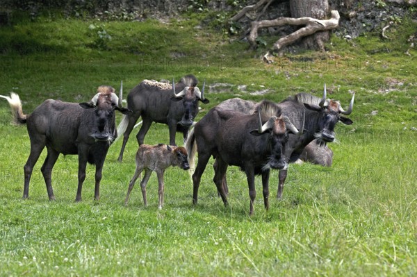 Black Wildebeest (connochaetes gnou), Herd with Female and Calf standing on Grass