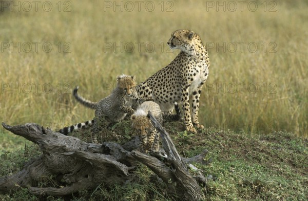 Cheetah (acinonyx jubatus), Female with Cub standing on Termite Hill, Masai Mara Park in Kenya