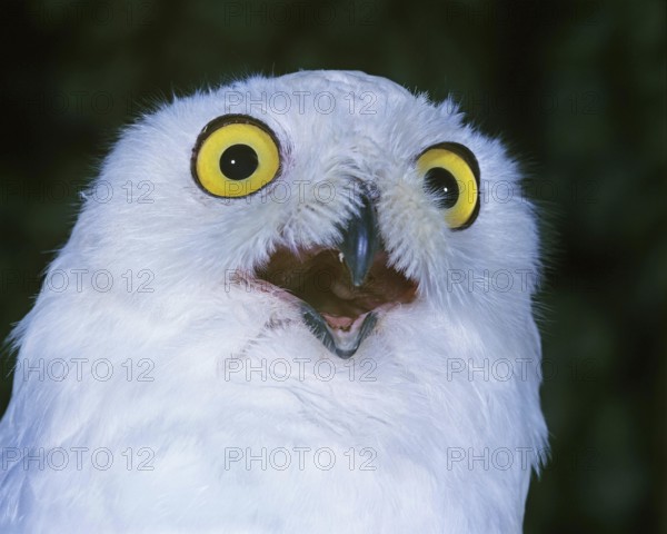 Snowy Owl (nyctea scandiaca), with Open Beak, Calling