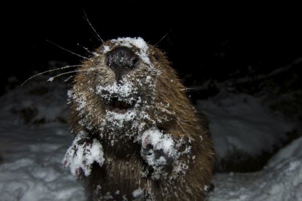 European beaver (Castor fiber), Rosenheim, Bavaria, Germany, Europe