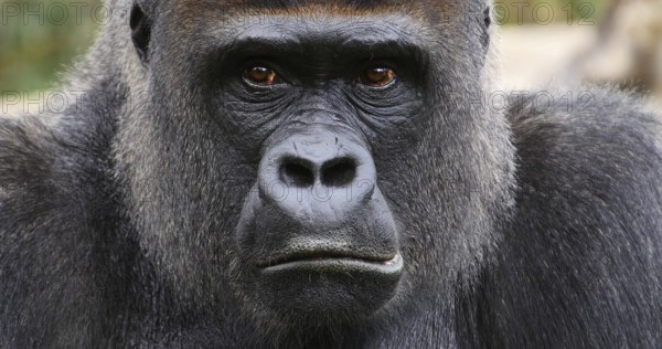 Eastern Lowland Gorilla (gorilla gorilla) graueri, Portrait of Male