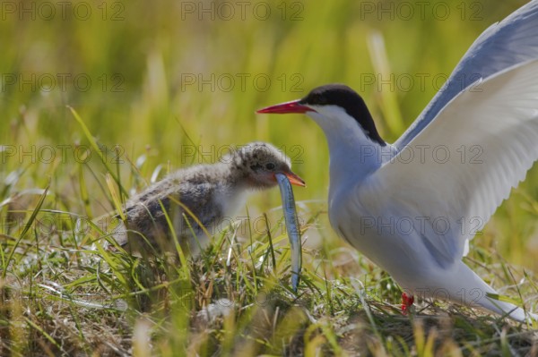 Arctic Tern (Sterna paradisaea) with chick and sandeel, Iceland, side, Europe
