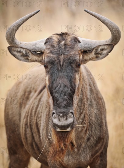 Streifengnu, blue wildebeest (Connochaetes taurinus), S