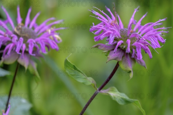 Golden balm, also called bee balm hybrid (Monarda didyma), i