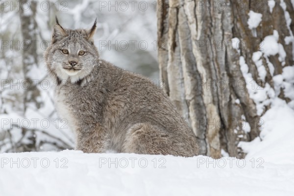 A bobcat hunts for prey in a snowy forest habitat