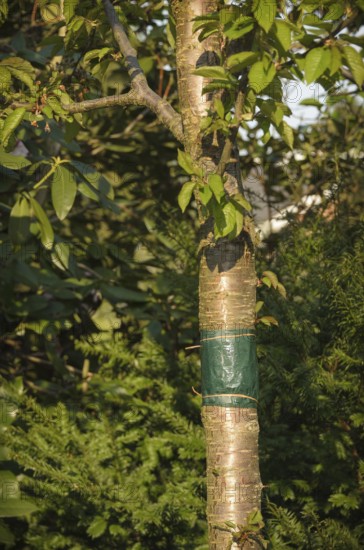 Sticky glue band tied around the trunk of a tree to prevent crawling insects, particularly ants which protect aphids from their predators, and the caterpillars of winter moths from colonising the tree