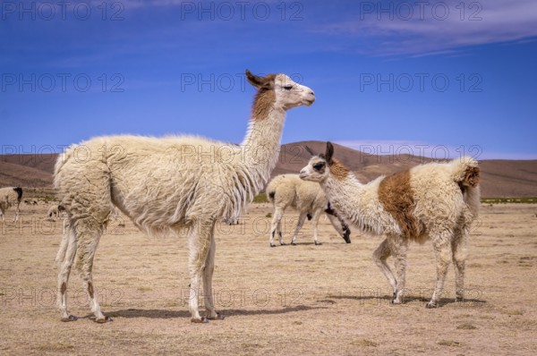 Flock of alpacas in Altiplano. Lamas and alpacas are very popular in Bolivia and Peru for their wool and meat
