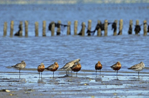 Bar-tailed Godwits on Sylt in the Wadden Sea National Park