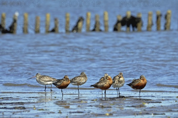 Bar-tailed Godwits in the Wadden Sea on Sylt