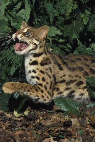 Leopard Cat (prionailurus bengalensis), Adult Snarling