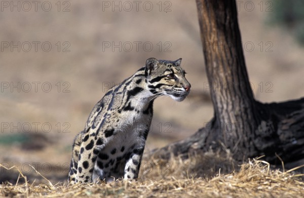 CLOUDED LEOPARD (neofelis nebulosa), AUDLT SITTING ON DRY GRASS
