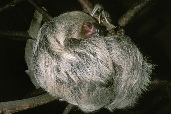 Three Toed Sloth (bradypus tridactylus), Adult sleeping, Hanging from Branch