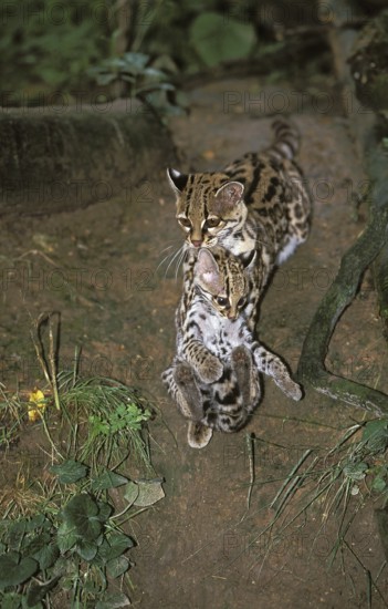 Margay (leopardus wiedii), FEMALE CAT WITH DICE IN THE MOUTH