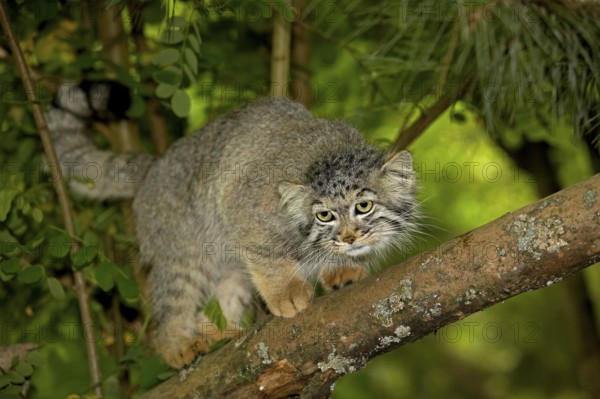 Pallas's cat (otocolobus manul) or Pallas' cat, adult on branch