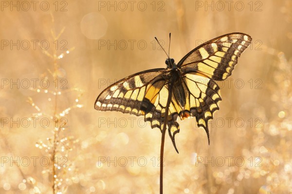 Swallowtail (Papilio machaon) North Rhine-Westphalia, Germany, Europe