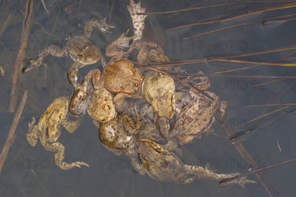 Common toad (Bufo bufo), Mating, Rhineland-Palatinate, Germany, Europe