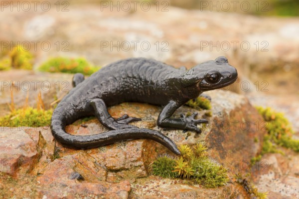 Alpine Salamander (Salamandra atra) Germany