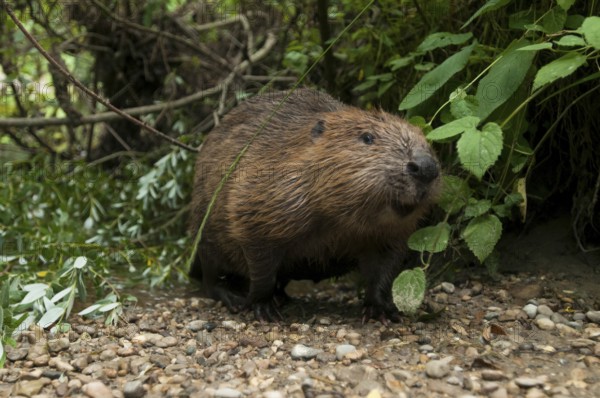 European beaver (Castor fiber), Rosenheim, Bavaria, Germany, Europe