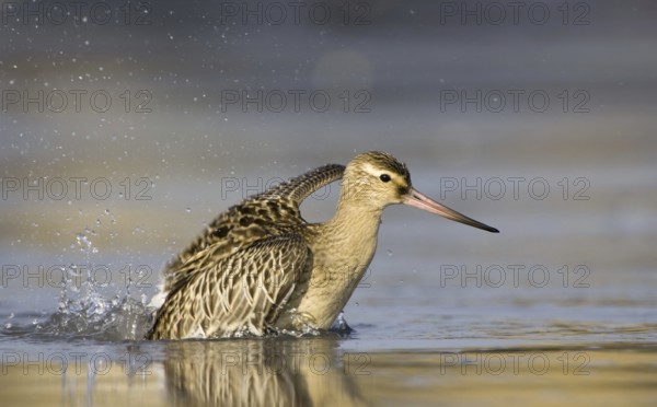 Bar tailed Godwit (Limosa lapponica), lateral view