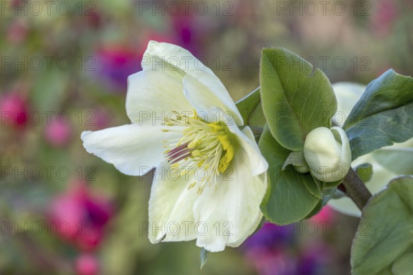 Christmas Rose or hellebore (Helleborus)