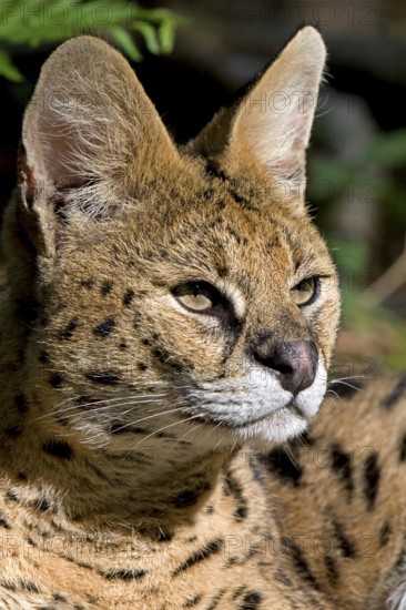 Serval (leptailurus serval), Portrait of Adult
