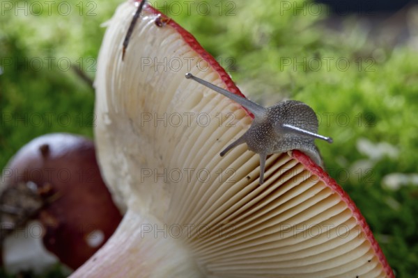 Autumn picture with snail on forest mushroom with moss and leaves