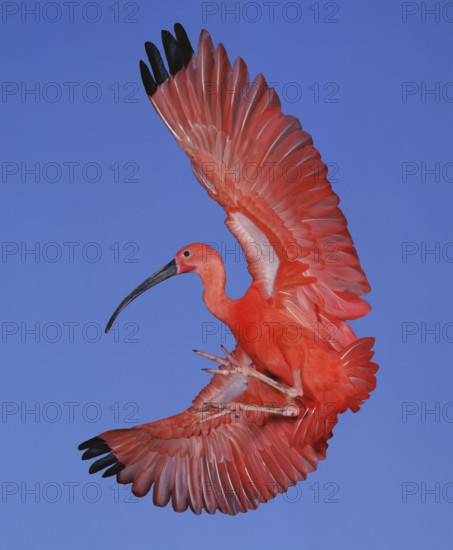 Scarlet Ibis (eudocimus ruber), Adult in Flight