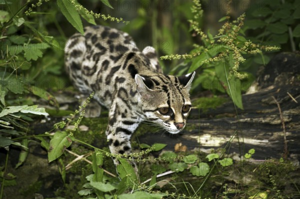 Margay cat, leopardus wiedi, adult