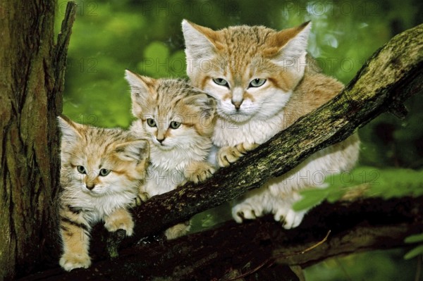 Sand cat (felis margarita), mother with kitten on branch