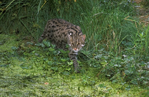 Fishing Cat (prionailurus viverrinus), Adult near Swamp