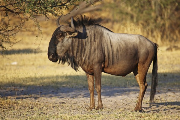 Streifengnu, blue wildebeest (Connochaetes taurinus), Makgadikgadi Pans National Park, Botswana, Botsuana, Africa