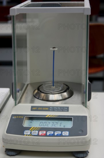 Ant on a scale, leaf-cutting ant (Atta), digital scale