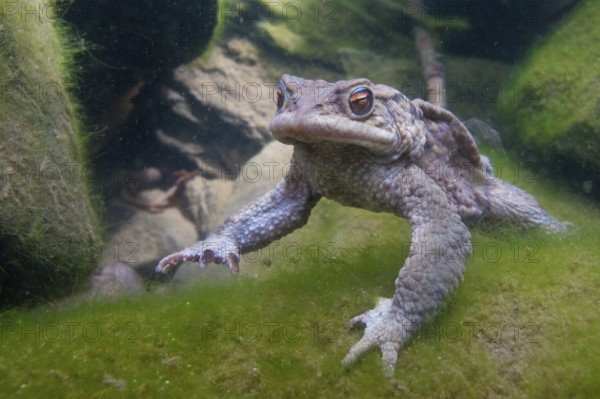 Common toad (Bufo bufo), under water, Rhineland-Palatinate, Germany, Europe