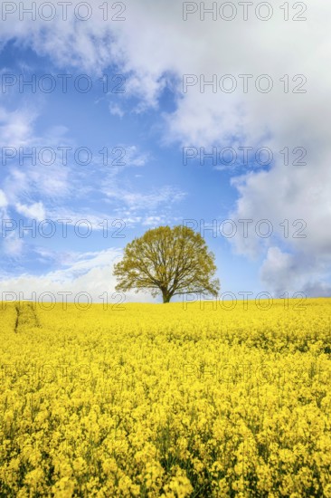 Lonely tree in a yellow canola field in the summertime under a blue sky