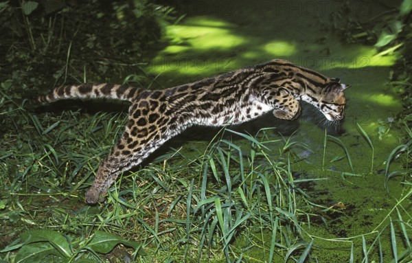 Margay (leopardus wiedii), adult LEAPS INTO THE WATER TO CATCH BAGS