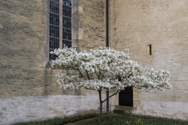Shadbush (Amelanchier), blossom in front of church building