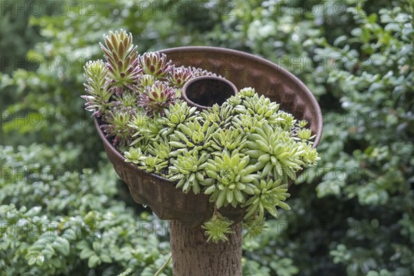 (Sedum) species in an old cake tin